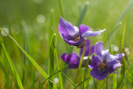 绿色草地上紫色鸢尾野花的宏图