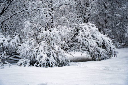 降雪后公园里的树被雪完全覆盖了。