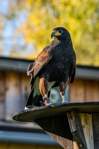 harriss hawkparabuteo unicinctus带翅的鹰或 dusky 鹰
