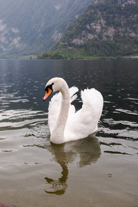 白天鹅在奥地利市政厅的一个湖里游泳。
