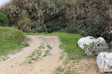 以色列北部森林中的乡村道路