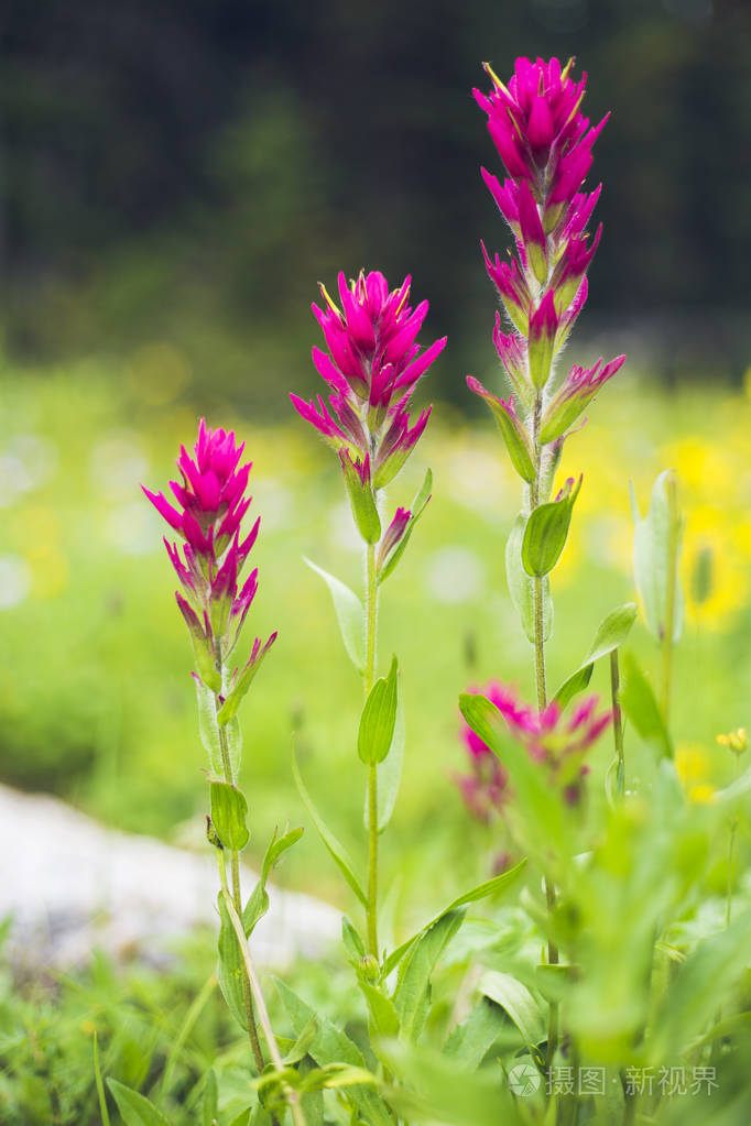 近景植物野花模糊的自然背景