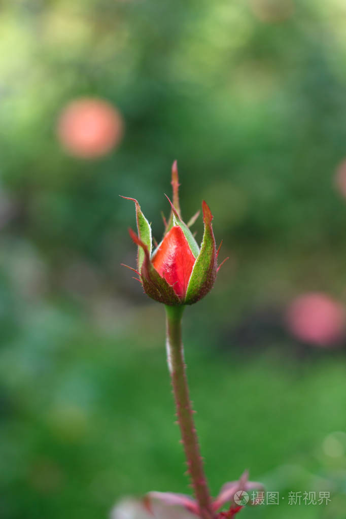 玫瑰花的生长记录图片