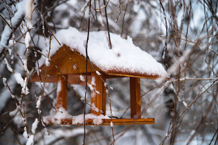 冬天下雪公园里的鸟类喂食者