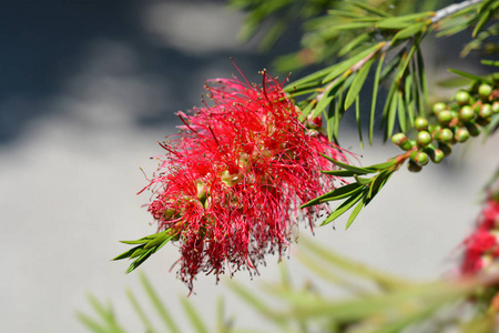 猩红色的瓶刷花拉丁名字叫愈伤组织coccineusmelaleucarugulosa