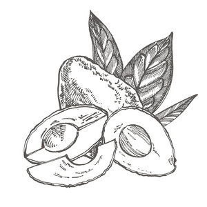 鳄 梨。向量手绘的例证。热带夏季水果雕刻风格插图