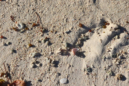塞舌尔群岛白色沙滩上五颜六色的珊瑚