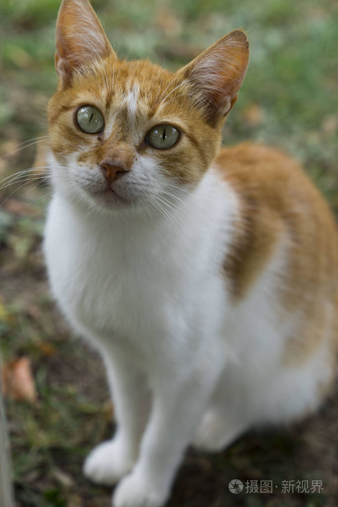 可爱的白色和橙色猫坐在外面的地上