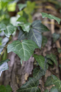 把一棵常春藤植物关在树上