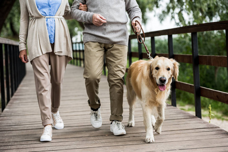 的工作空间裁剪视图被裁剪的人用狗碗递给金黄猎犬狗的看法人喂养滑稽