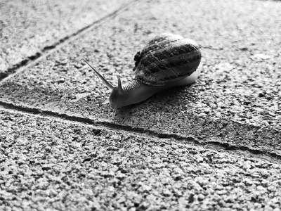 食用蜗牛或蜗牛图片