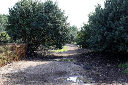 以色列北部森林中的乡村道路