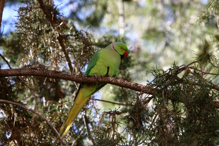 一只绿色的鹦鹉坐在树枝上的高树上