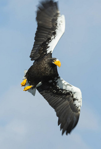 s sea eagle in flight over the sky. Scientific name Haliaeetus 