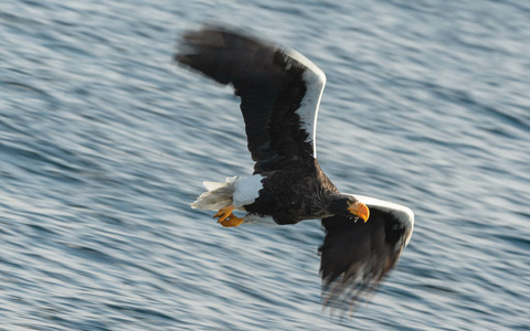 s sea eagle is fishing.  Blue water of the ocean background. Ste