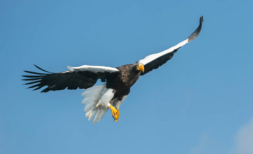 s sea eagle in flight over the sky. Scientific name Haliaeetus 