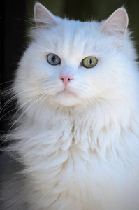 一幅长毛白猫的肖像，有绿色和蓝色的眼睛