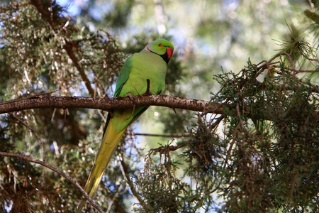 一只绿色的鹦鹉坐在树枝上的高树上