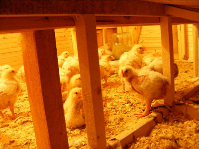 一群家禽农场的婴儿鸡，在农场里有一个电动鸡舍