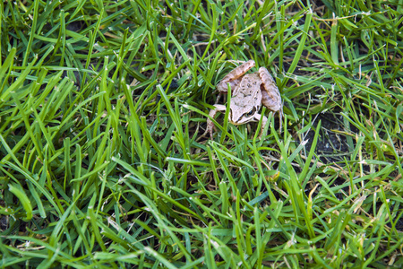 草地上的小棕色青蛙