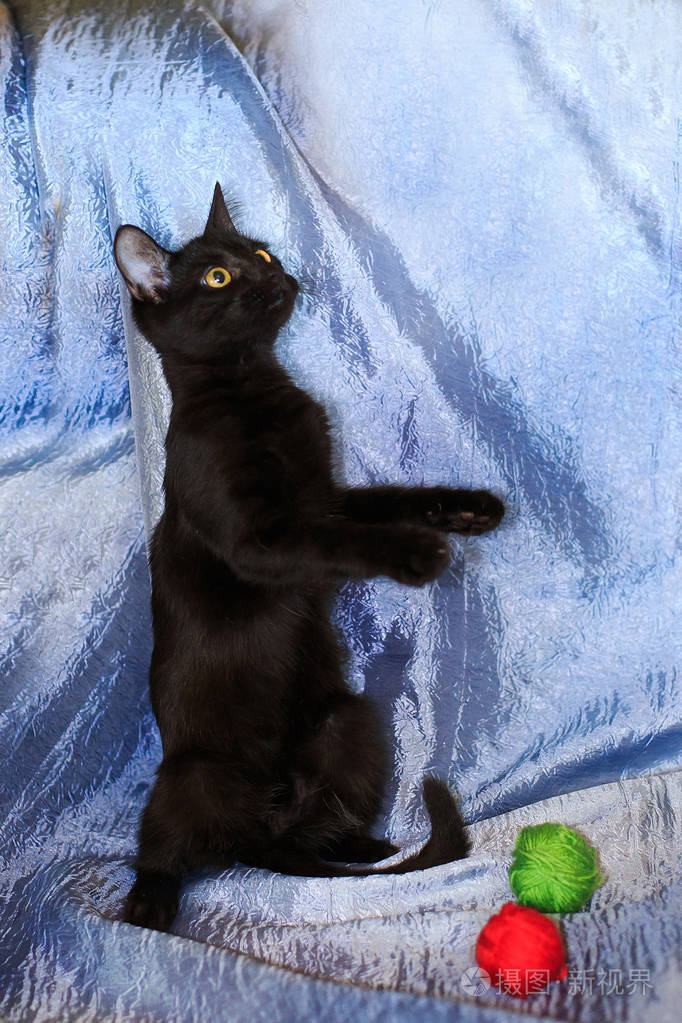 后腿后面蓝色背景的黑色小猫黑猫站在后腿上要求食物