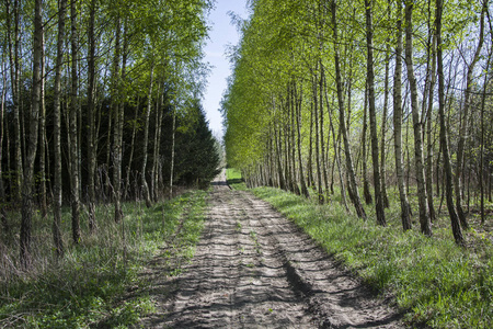 桦树和针叶树之间的长路大道