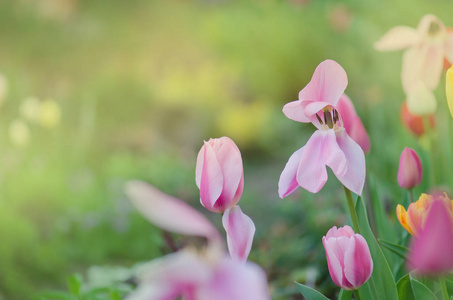 郁金香领域的景观。 春天的郁金香田。 混合颜色郁金香花。 花园里的郁金香花组合