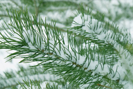 雪下的针叶树块。 纹理Wirh针的背景在手机和平板电脑上。 冬季针叶树的背景。