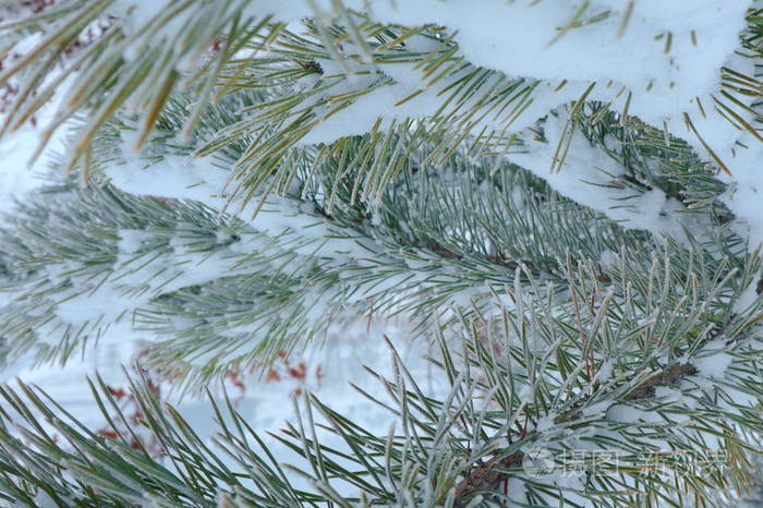 雪下的针叶树块. 纹理wirh针的背景在手机和平板电脑上.