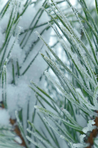 雪下的针叶树块。 纹理Wirh针的背景在手机和平板电脑上。 冬季针叶树的背景。