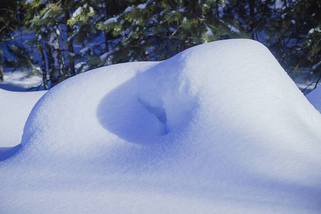 白雪皑皑的雪堆在美丽的冬日松林中