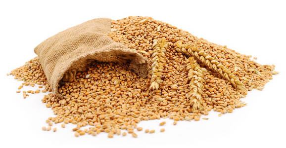 小麦籽粒中分离图片