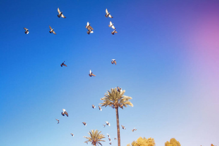 一群鸽子在蓝天上飞翔。