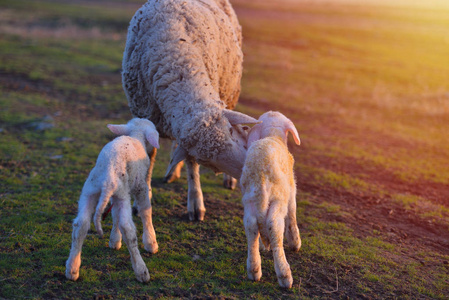 两只刚出生的羔羊和羊在温暖的夕阳下在田野上