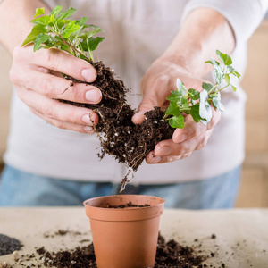 家庭植物护理应激缓解爱好重新种植