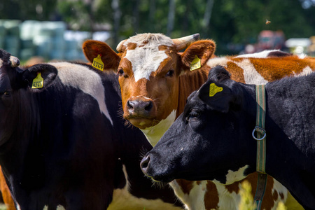 奶牛牧场在拉脱维亚的绿色草地上。 牛群在草地上放牧。 春天草地上的奶牛。 牛在草地拉脱维亚放牧。