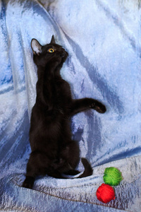 后腿后面蓝色背景的黑色小猫。 黑猫站在后腿上。 黑色小猫玩弦