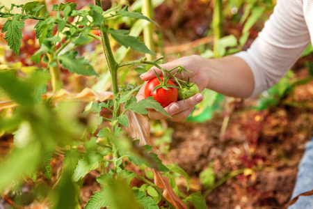 园艺和农业概念。 女农场工人手拿篮子采摘新鲜成熟的有机番茄。 温室产品。 蔬菜食品生产。 生长在温室中的番茄