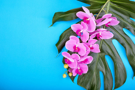 热带粉红色兰花的花的背景与绿色热带叶子在蓝色背景。复制空间
