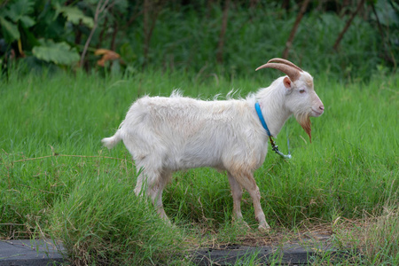 伊里奥莫特岛的山羊