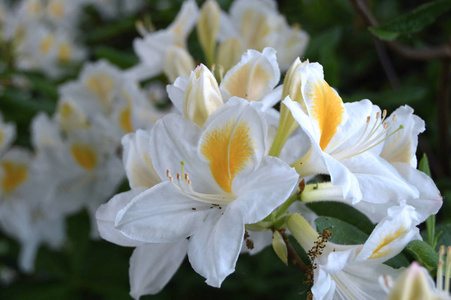 夏天城市公园里的花杜鹃