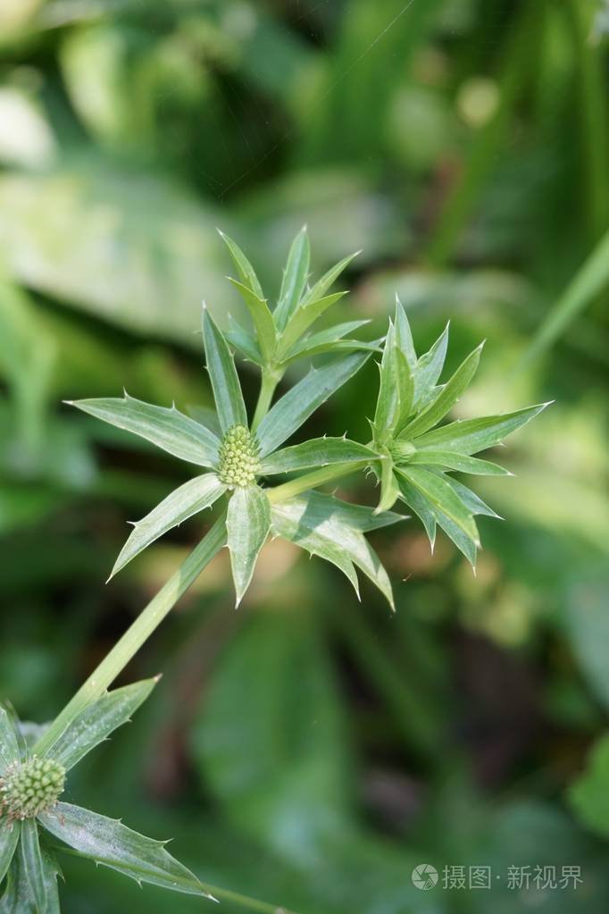 天然花园中的新鲜绿色雷公藤植物