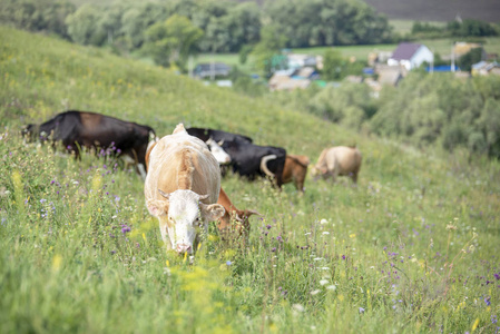 一群牛在一片绿色的草地上吃草