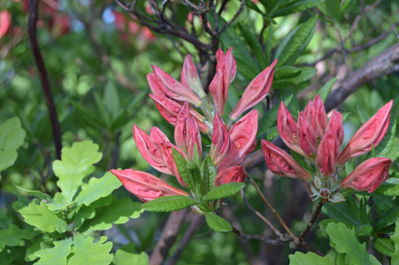 夏天城市公园里的花杜鹃