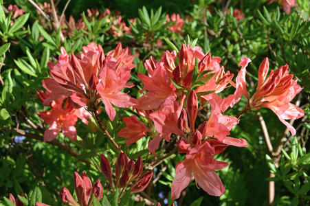 夏天城市公园里的花杜鹃