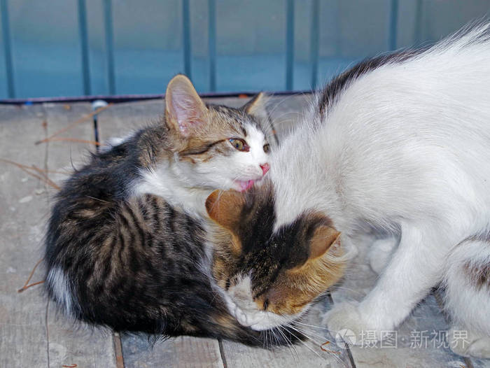 猫用爱拥抱她的小猫