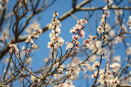 花泉背景, 柔和的焦点。在春天的杏花分枝在春天户外宏观在复古浅蓝色柔和的颜色
