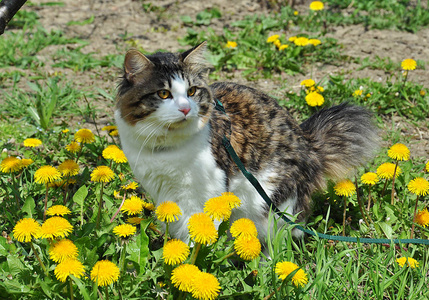 KurilianBobtail去散步。春天蒲公英花上的猫和绿叶