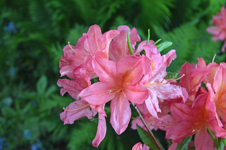 花卉夏季城市公园里的杜鹃花