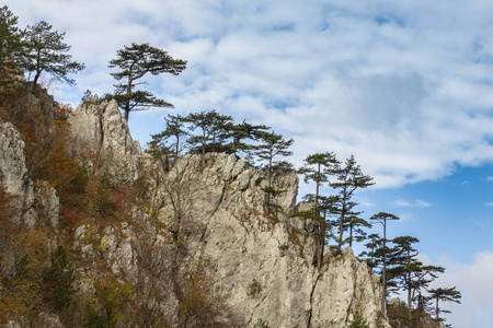 秋天的山景，有着美丽的光，松树挂在岩石上，树叶五颜六色